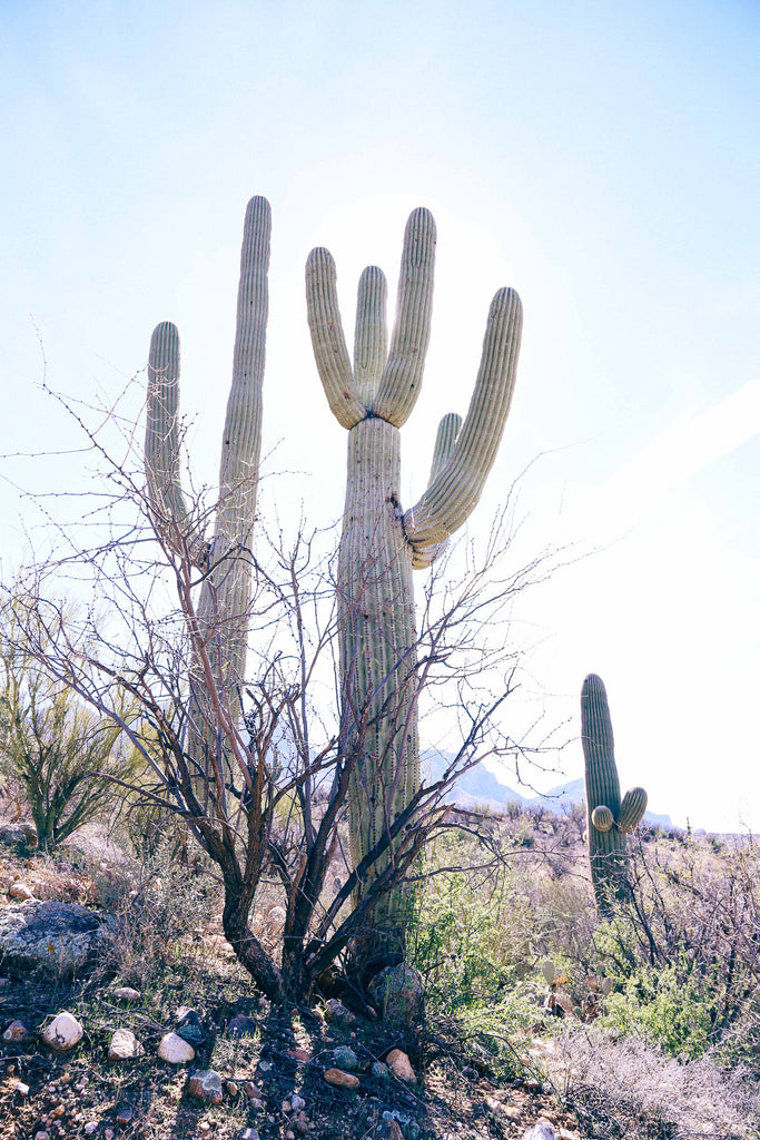 Cactus, cacti, saguaro, national park, hike, hiking, sunshine, desert, brush