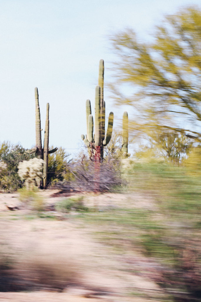 Desert, cactus, motion, shutter speed, landscape