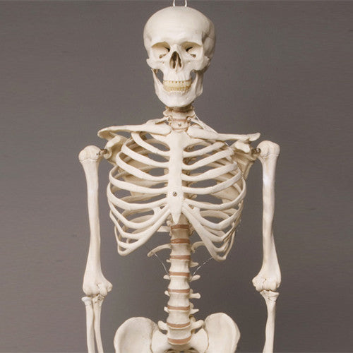 harvey skeleton life size 2nd class engineered fear
