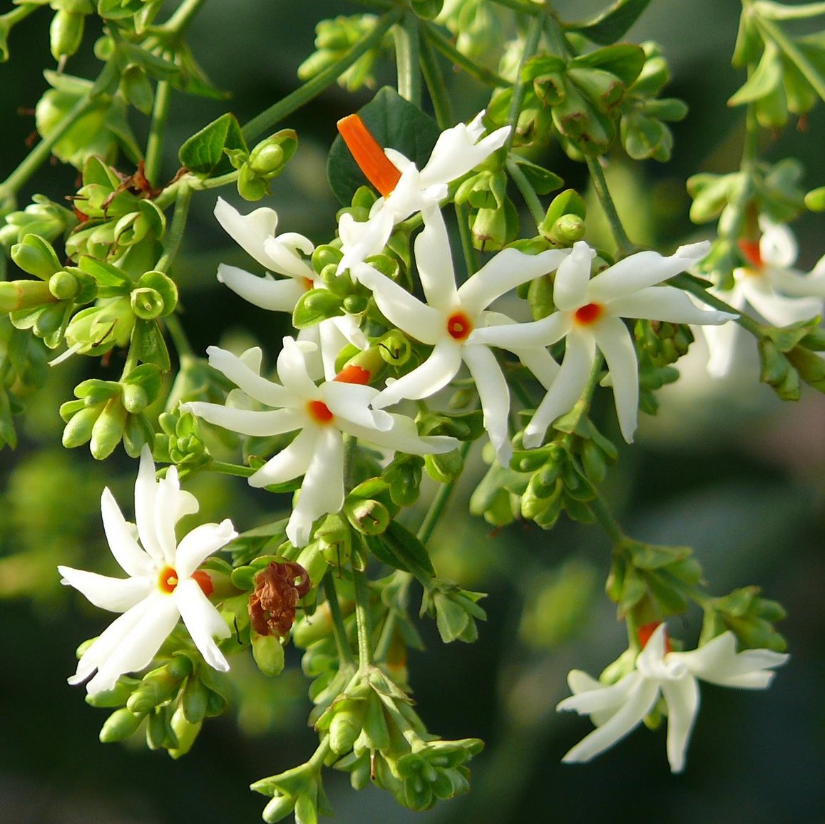 Pavalamalli – Indian Gardens