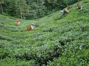 The Makaibari Estate, First Biodynamic certified Estate