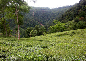 The Makaibari Estate, First Biodynamic certified Estate