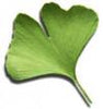 Gingko Biloba