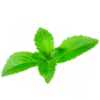 Stevia