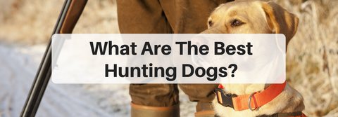 what are the best hunting dogs