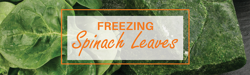 Freezing Spinach Leaves