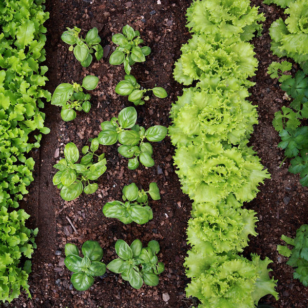 Plants in garden