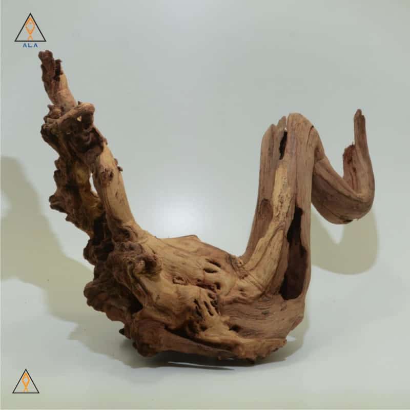 巴黎人app登录浮木太平洋木材展览品#22224 - ALA