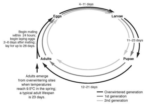 Leek Moth Life Cycle