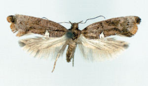 Carrion-Flower Moth