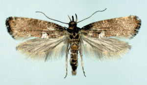 Adult Leek Moth