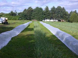 Leek Moth Row Covers