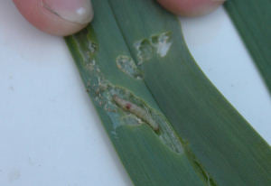Garlic Damage and Feeding Larva