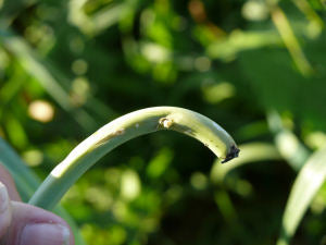 Leek Moth Damage Garlic Scape