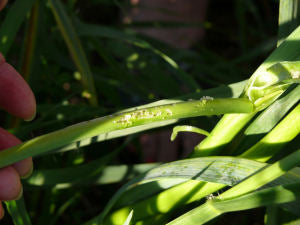 Leek Moth Frass and Damage to Garlic Plant