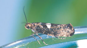 Adult Leek Moth