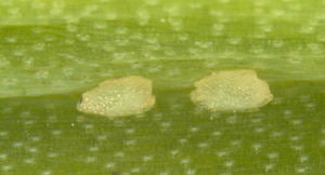 Leek Moth Eggs