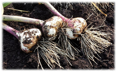 Fresh harvested garlic bulbs