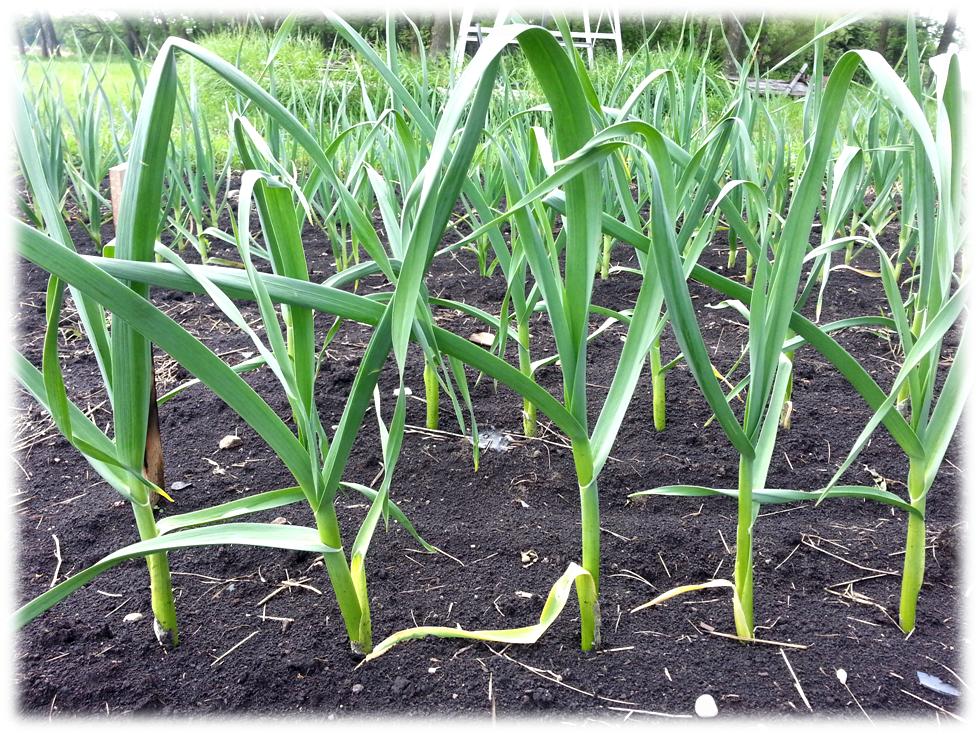 Row of healthy garlic plants growing