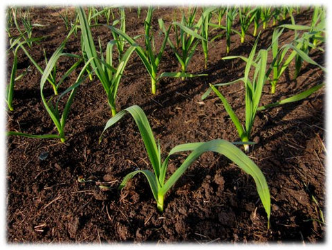 Softneck garlic plants emerged in spring