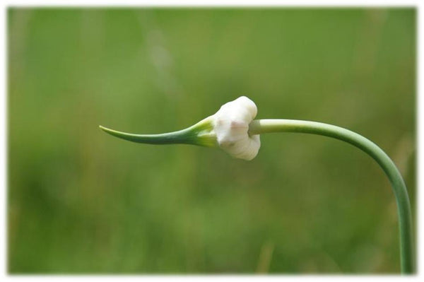 Garlic Scape