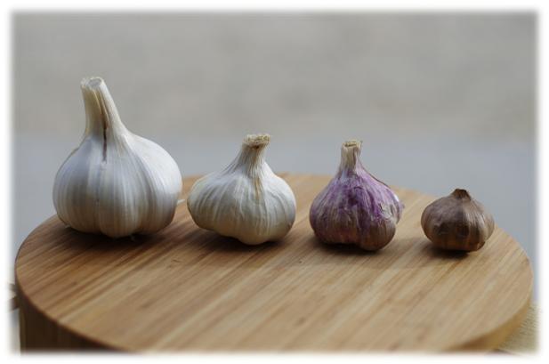 Bulbs of different garlic varieties placed beside each other