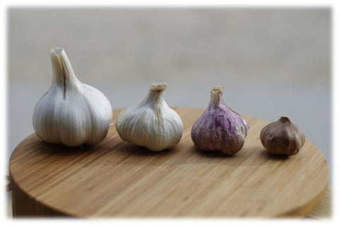 Different garlic varieties