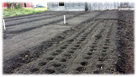 Planting garlic on raised beds