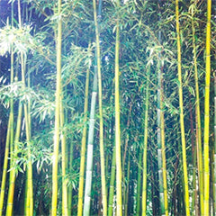 Focus on bamboo fabric