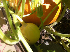 Pumpkin Garden of Debra Ann of NEVERknead.com