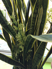 Snake plants in Deb's - inventor and founder of NEVERknead - home