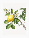 Blooming Lemons