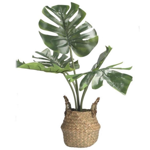 Faux cheese plant in a rattan basket