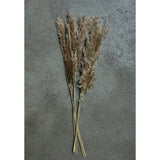 REED GRASS