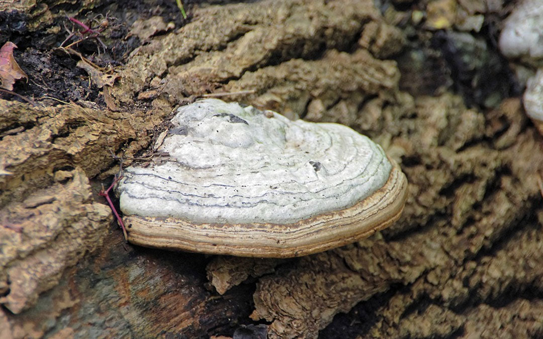 Chaga Mushroom