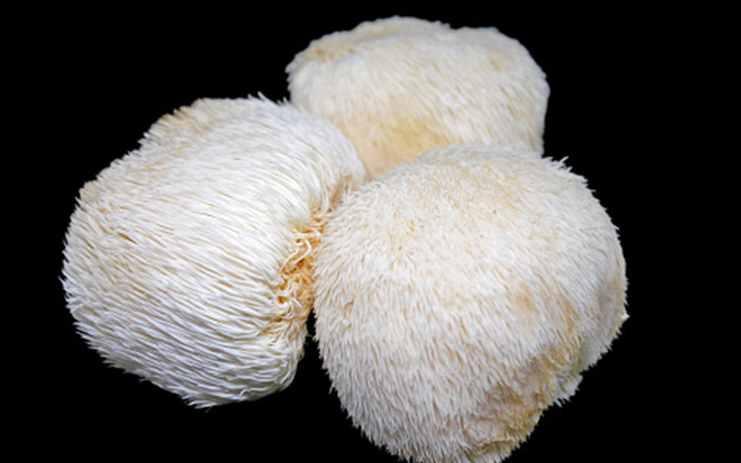 Lion's mane mushroom can prevent cancer