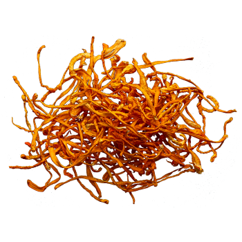 Cordyceps