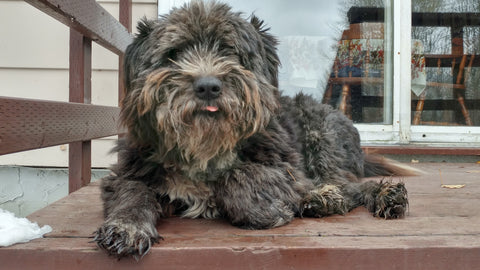 Callie on the deck