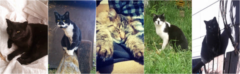 Five Farm Cats