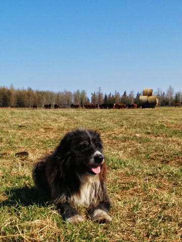 Rascal, resting in the pasture