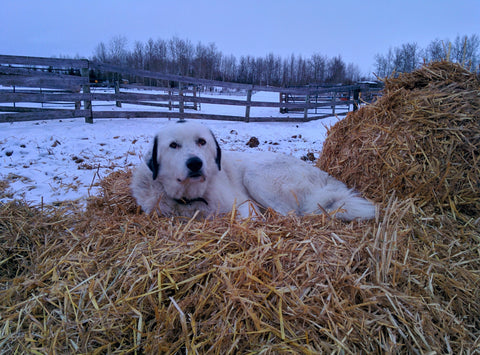 Yogi on the straw pile