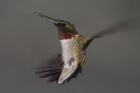 Interesting Facts about Hummingbirds