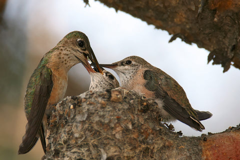 Hummingbirds Interesting Facts