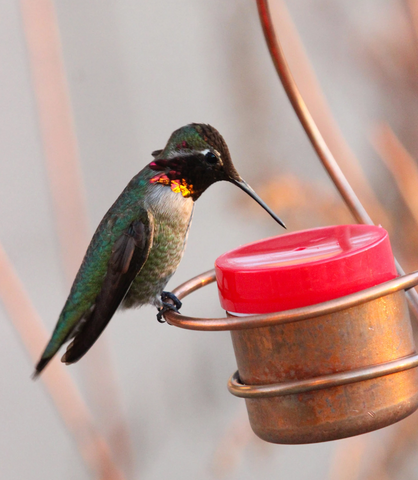 Where and How long do hummingbirds live?