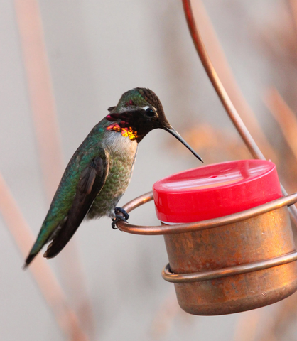 What do hummingbirds eat