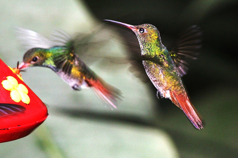 Best Tips for Attracting Hummingbirds