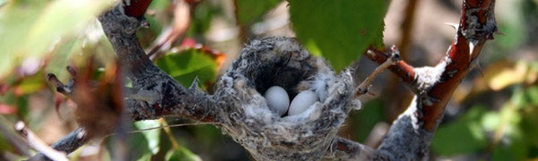 Hummingbirds Nests