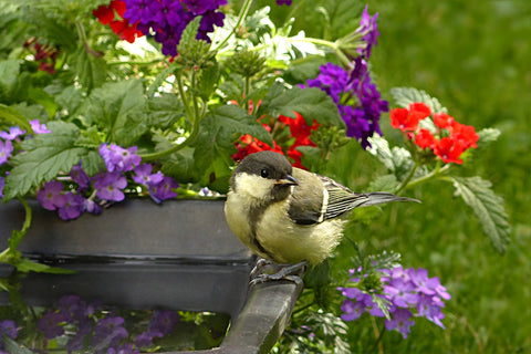 Guide to attract hummingbirds to your backyard