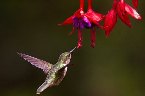 Eating Hummingbird