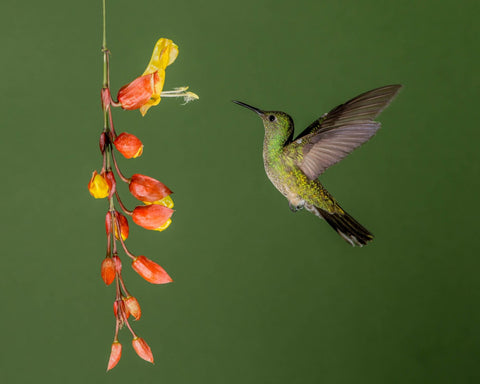 Hummingbird Nectar at Home